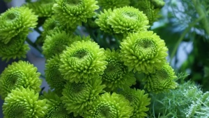 Grønne krysantemum: sorter, udvælgelse, dyrkning