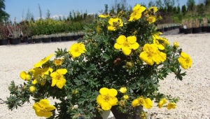 Gele Potentilla: variëteiten, planten en verzorgen