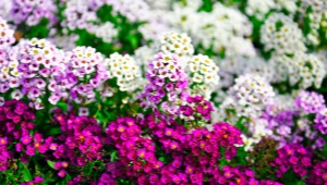 Alyssum perennial: description and varieties, planting and care