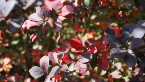 Ottawa barberry: description and varieties, planting and care