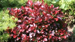 Barberry Thunberg Bagatelle: description, planting and care