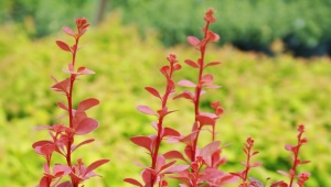 Crespino Thunberg Rucola rossa: descrizione, semina, cura e riproduzione