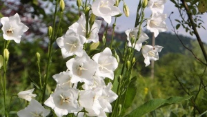 Witte bellen: variëteiten, planten en verzorgen