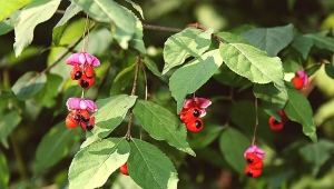 Euonymus warty: descriere, plantare și îngrijire