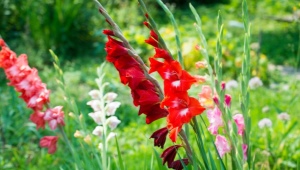 Diseases and pests of gladioli: description and methods of control