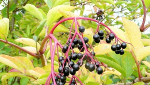 Saúco negro: descripción, variedades, plantación y cuidado.
