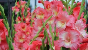 What and how to feed gladioli?
