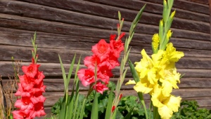 What to do to make gladioli blossom faster?