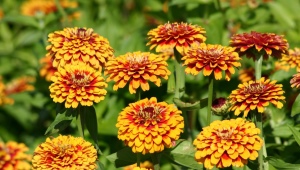 Zinnia graceful: description and agricultural technology