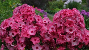 Phlox paniculata Ural tales: description and tips for growing