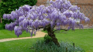 Chinese wisteria: description, planting and care