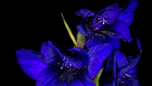 Varietà blu e blu di gladioli
