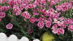康乃馨粉红之吻：描述、种植、护理和繁殖