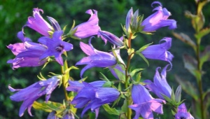 Breitblättrige Glockenblume: Beschreibung, Anbau und Zucht