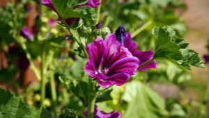 Forest mallow: description, recommendations for cultivation and reproduction