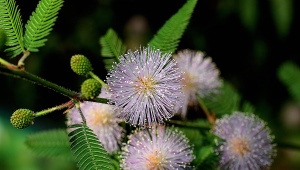 Mimose schüchtern: Beschreibung, Pflanzung und Pflege