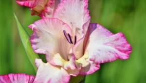 Gladiolen bloeien niet: oorzaken en methoden voor hun eliminatie
