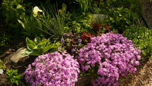 Low-growing phlox: description of varieties, planting and care