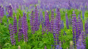 Features of growing lupins from seeds