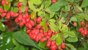 Planting and caring for barberry