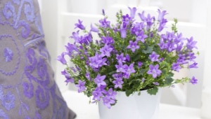 Planting and caring for the campanula
