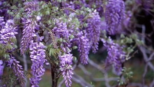 Rules for growing wisteria in central Russia