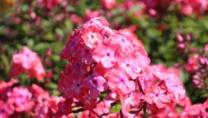 Reproduction of phlox by cuttings: rules and step-by-step instructions