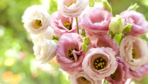 Varieties of pink eustoma