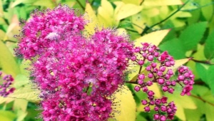 Spirea in Siberia: planting and care