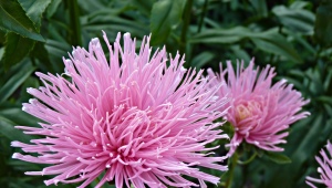 Needle aster: varieties, recommendations for growing