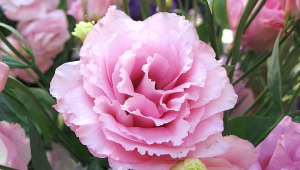 Eustoma: description and varieties, planting and care