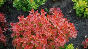 Barberry Thunberg: description, varieties, planting and care
