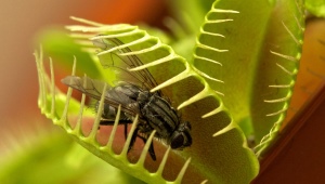 Jak vypěstovat mucholapka Venuše ze semen?
