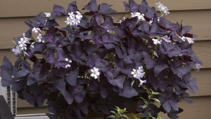 Pokojové květiny s fialovými listy