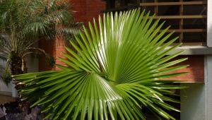 Palm washingtonia: popis, typy, funkce péče