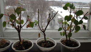 Fuchsia wintering: home care