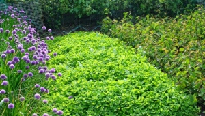 Jaké zelené hnojení je lepší zasít na jaře?