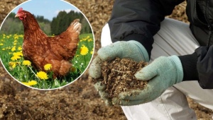 Letame di pollo come fertilizzante: caratteristiche e applicazione