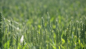 Žito jako zelené hnojení: od výsadby po sklizeň