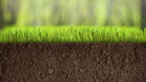 Rasenboden: Eigenschaften und Auswahl