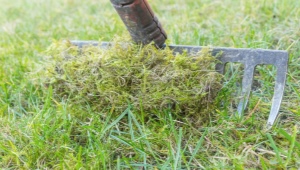 如何去除草坪上的苔藓？