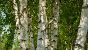 Fluffy birch: features and cultivation