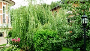 Willow on the site