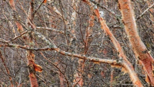Red birch