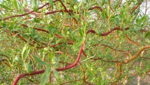 Features of Matsudan willows and their cultivation