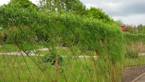 Vrbový plot