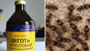 L'efficacia e l'uso del catrame di betulla delle formiche
