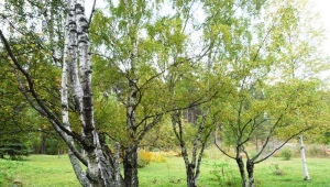 How to plant and grow birch?