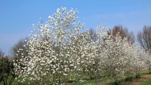 Magnolia Cobus: caracteristici și cultivare
