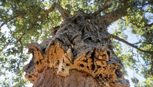 Vlastnosti korkového dubu a pravidla pro jeho použití